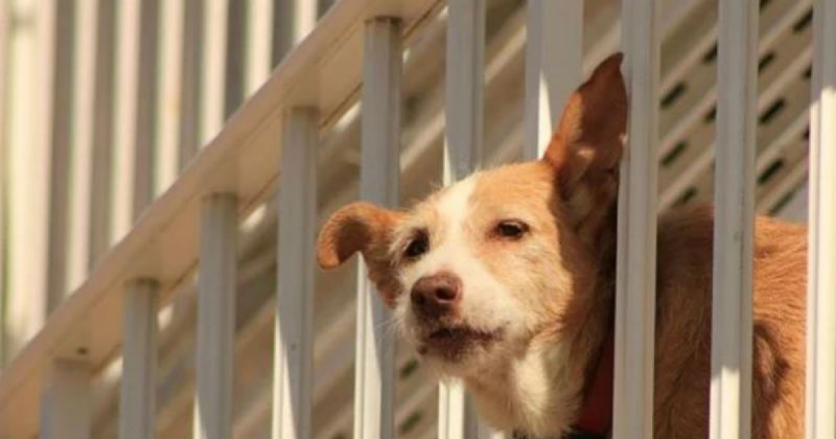 Il cane può cadere dal balcone? Protezioni balcone per cani